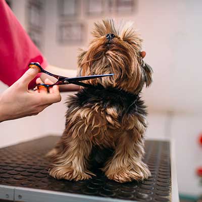 Scottish Terrier haircut - muttz cutz dog grooming kerry