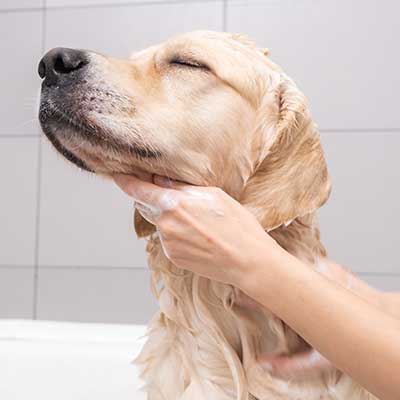 Golden retriever bath - muttz cutz dog grooming kerry