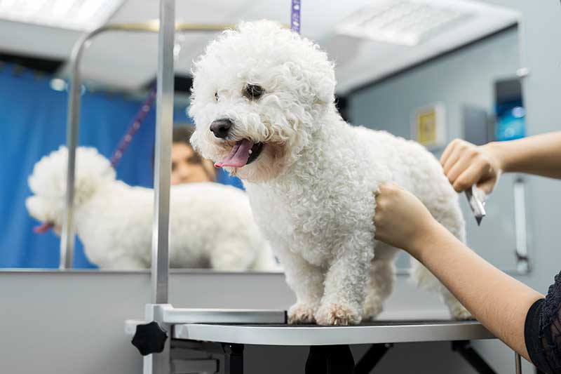 Bichon Frise haircut - muttz cutz dog grooming kerry